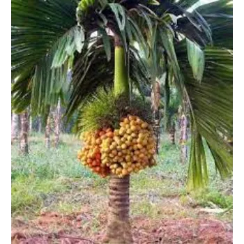 No1 Areca Palm Plant
